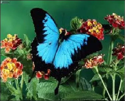 Les papillons ont une vision plus nette que celle des humains.