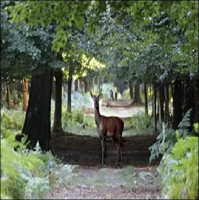 En Gaule, à l'époque gallo-romaine, on trouve des cerfs de très petite taille.