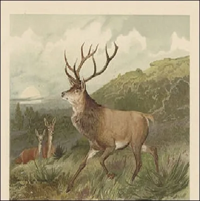 À partir de sept mois, des bois commencent à pousser sur la tête du cerf mâle.