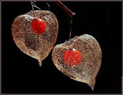 Lequel de ces surnoms le physalis a-t-il ?