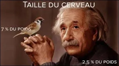 Cucurbitae caput habere - Quel membre a une forme de courge ?