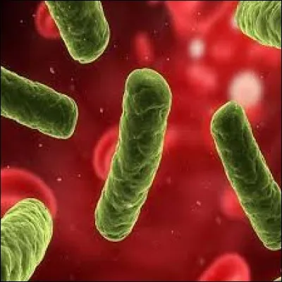 L'Enterobacter se loge sur les mains et :