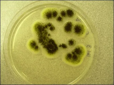Où trouve-t-on l'Aspergillus ?