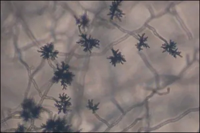 Comment le Cladosporium est-il ?