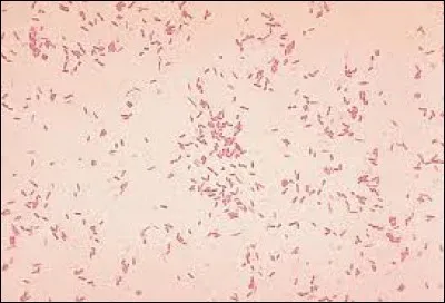 Chez lequel de ces animaux l'Aeromonas n'est-elle pas présente ?