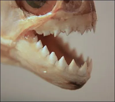 À quel animal ces dents appartiennent-elles ?