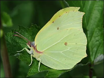 Le nom de ce papillon est "citron".