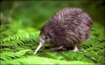 C'est un kiwi.