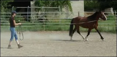 Que fait le cavalier avec le cheval sur cette photo ?