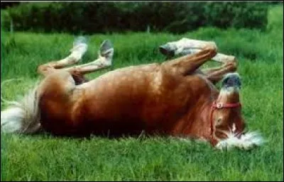 Que fait le cheval sur cette photo ?