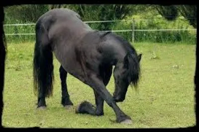 Que fait le cheval sur cette photo ?