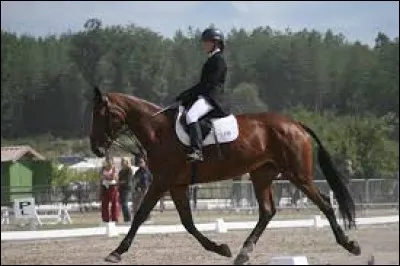 Quelle est l'allure du cheval sur cette photo ?