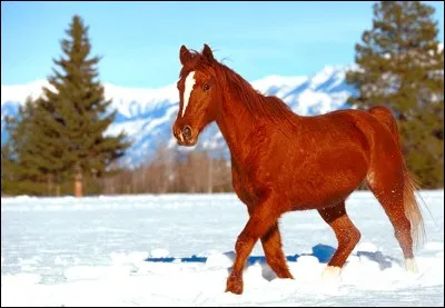 Quelle est la robe du cheval ci dessous ?