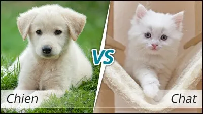 Ensuite, vous voyez un chaton dans le jardin...