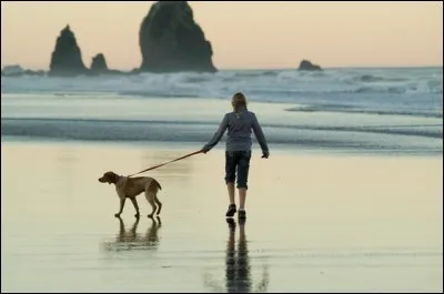 Vers 15h, votre maître rentre, il hurle à cause du canapé en morceaux, mais il vous emmène en balade et vous croisez un chien...