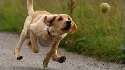 Après le repas, votre maître vous lance la balle dans le jardin...