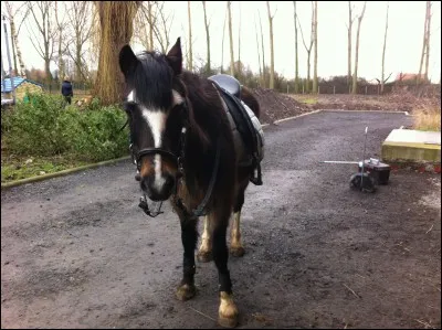 Quelle est la race de ce poney ?