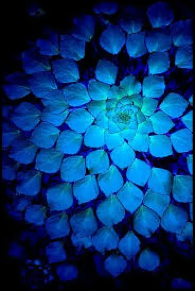 Christophe a chanté "Les mots bleus".