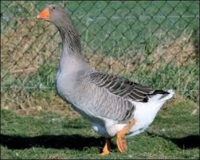 J'ai vu un ____ à la ferme.