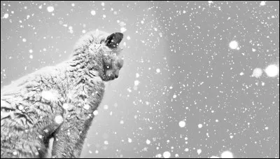 Vrai ou faux ? La neige ne peut pas tomber lorsque la température est supérieure à 0°C.