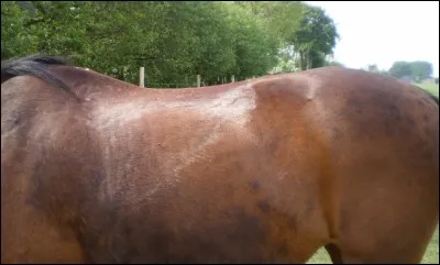 Comment s'appelle la première chose qu'on met sur le dos du cheval pour faire du saut ou du dressage ?