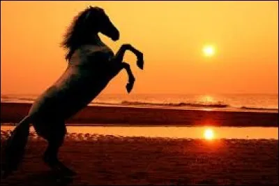 Que fait ce cheval ?