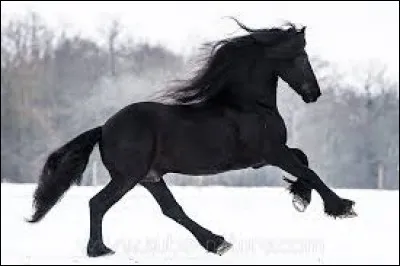 Quand on monte à cheval, si on tire sur les rênes (pas comme une brute) :