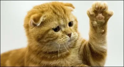 Quelle est la phrase correcte ?