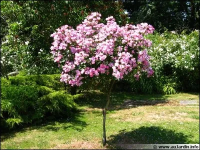 Que peut-on reconnaître sur celle-ci ?