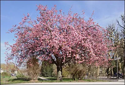Quel est le nom de cet arbre ?