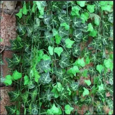 Quel est ce végétal ?