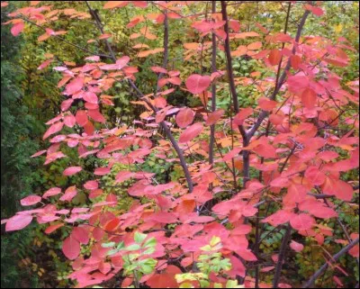 Quel est le nom de celui-ci ?