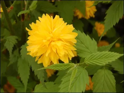 Quel est le nom de ce végétal ?