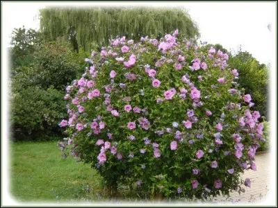 Quel est le nom de celui-ci ?