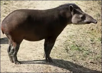 Je veux le nom de cet animal.