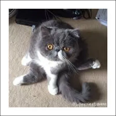 Comment s'appelle son chat ?