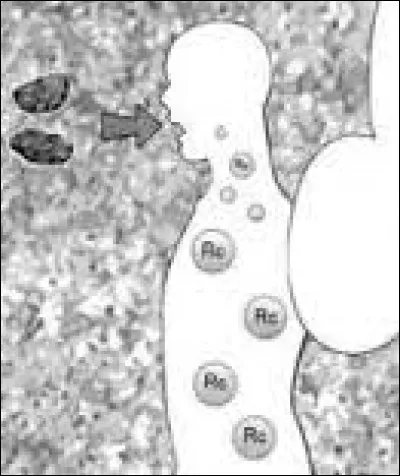 Quel est le nom du compartiment qui retient un grand nombre de cellules RC et qui permet l'éveil du Kagune ?