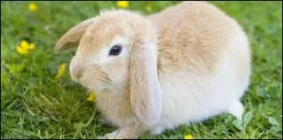 Quelle est la race de ce lapin nain ?