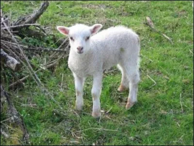 Faire un repas de brebis, c'est :