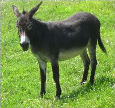 Être un âne bâté, c'est :