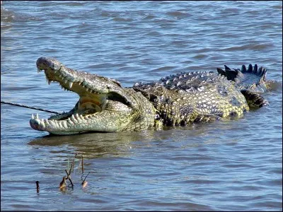 Verser des larmes de crocodile, c'est :