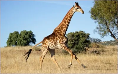 Peigner la girafe, c'est :