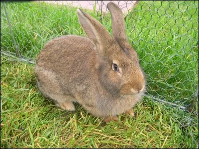 Poser un lapin, c'est :
