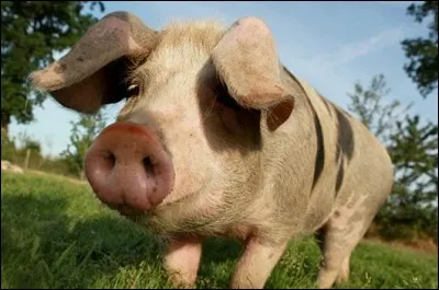 Jouer un tour de cochon, c'est :