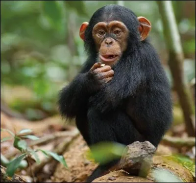 Payer en monnaie de singe, c'est :