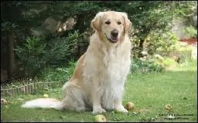 Dans la saison 4, comment s'appelle le chien qui entre dans la villa de Eva et Lulu ?