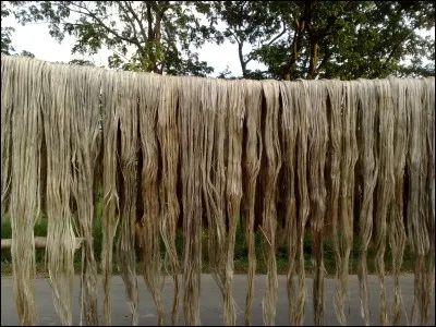Si je vous dis : « Chanvre du Bengale », vous répondez :