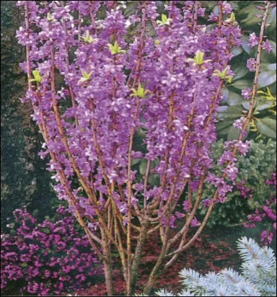 Si je vous dis : « Plein de grâce », vous répondez :