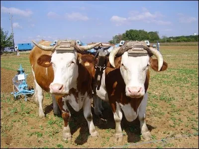 Si je vous dis : « Contrainte », vous répondez :