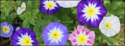 Si je vous dis : « Effraie l'effraie », vous répondez :